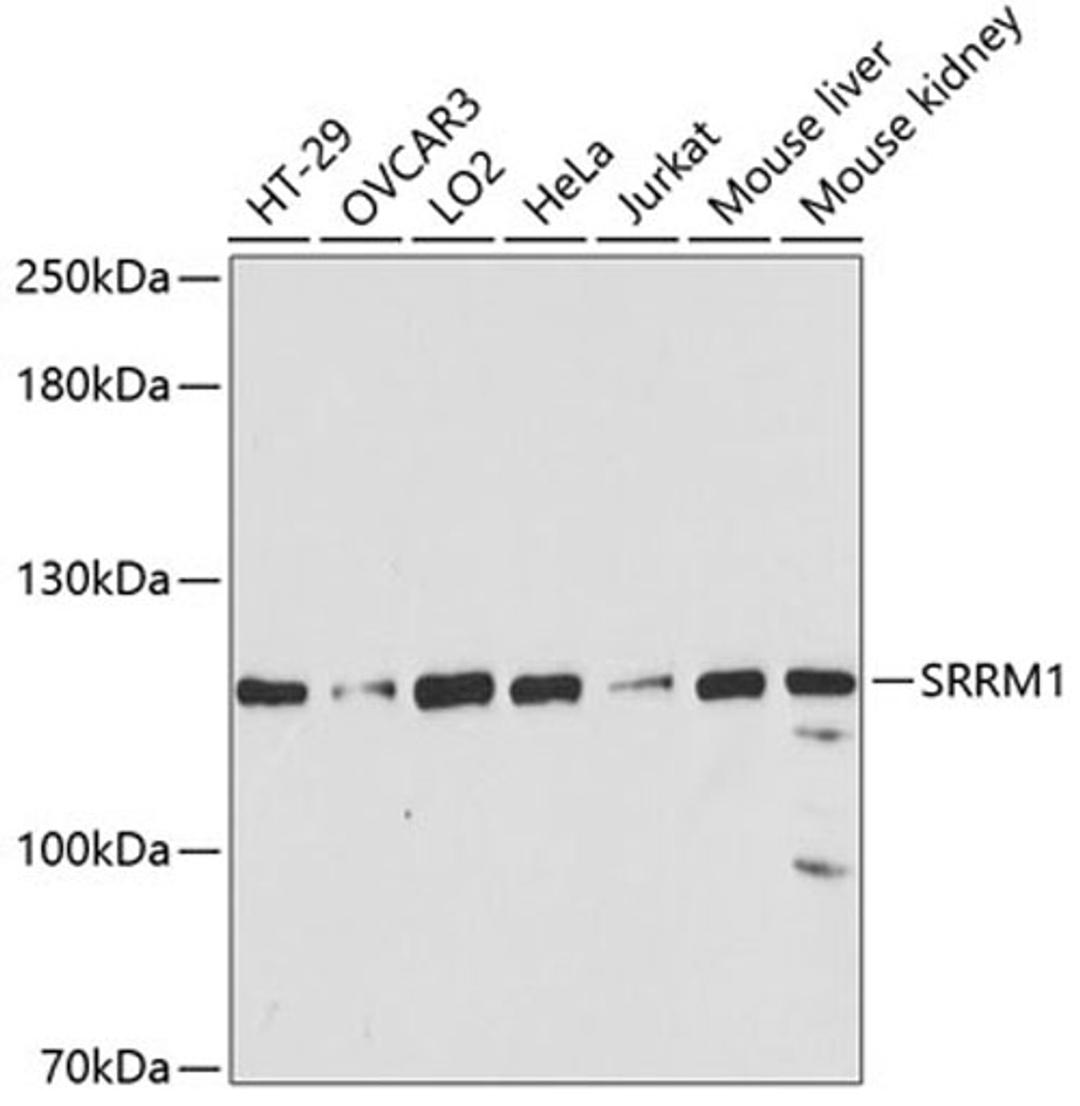 Western blot - SRRM1 antibody (A6066)