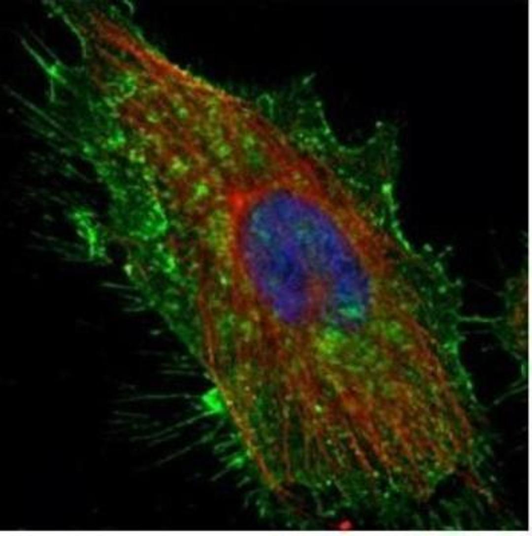 Immunocytochemistry/Immunofluorescence: CD44 Antibody [NBP1-31488] - Analysis of methanol-fixed HeLa, using CD44 antibody (Green) at 1:500 dilution. Alpha-tubulin filaments were labeled with an alpha Tubulin antibody (Red) at 1:2000.