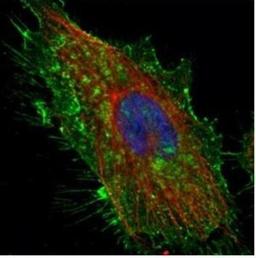 Immunocytochemistry/Immunofluorescence: CD44 Antibody [NBP1-31488] - Analysis of methanol-fixed HeLa, using CD44 antibody (Green) at 1:500 dilution. Alpha-tubulin filaments were labeled with an alpha Tubulin antibody (Red) at 1:2000.