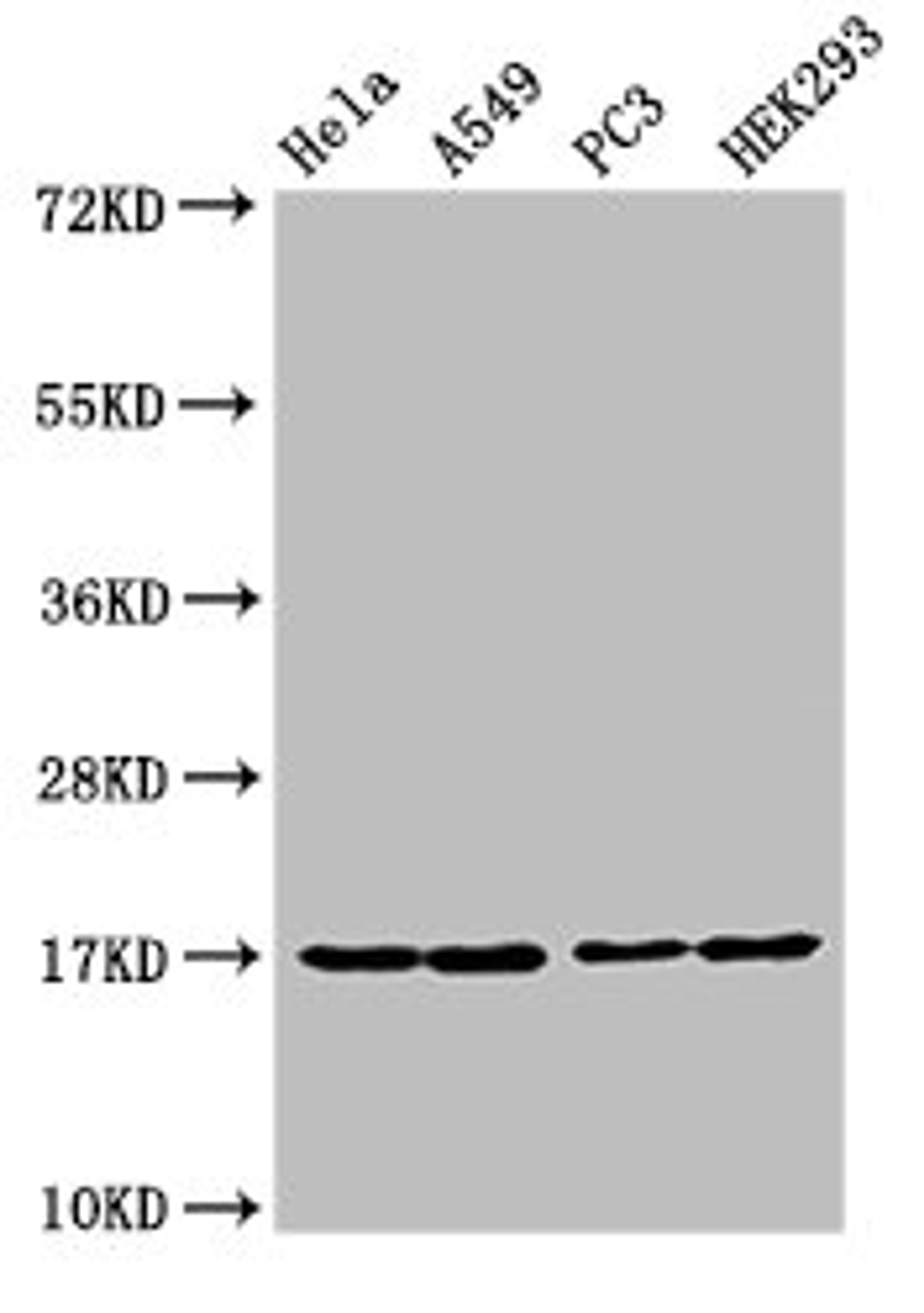 Western Blot. Positive WB detected in: Hela cell acid extracts, A549 cell acid extracts, PC-3 cell acid extracts, HEK293 cell acid extracts. All lanes: HIST1H3A antibody at 1µg/ml. Secondary. Goat polyclonal to rabbit IgG at 1/50000 dilution. Predicted band size: 16 kDa. Observed band size: 16 kDa
