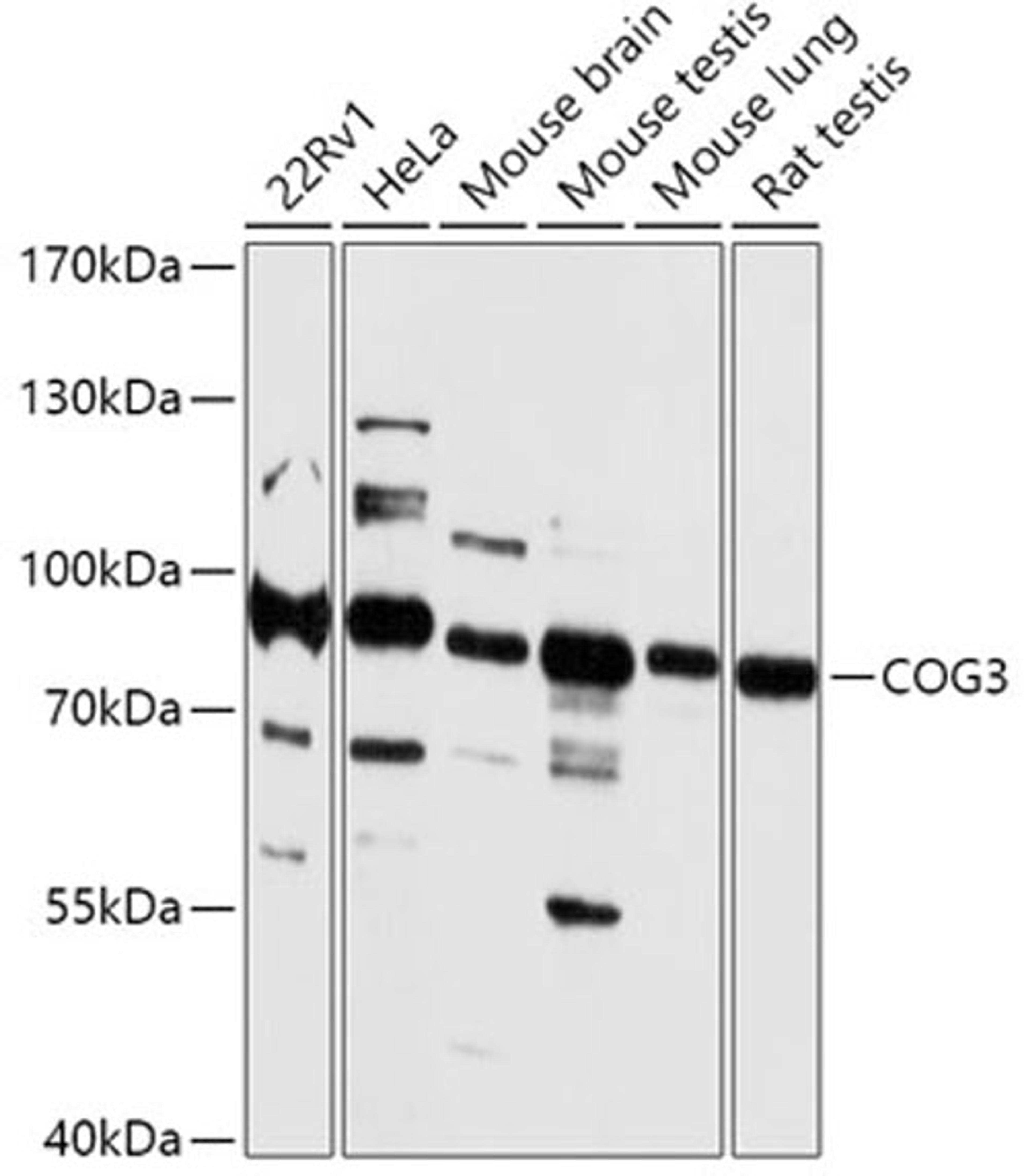 Western blot - COG3 antibody (A17785)