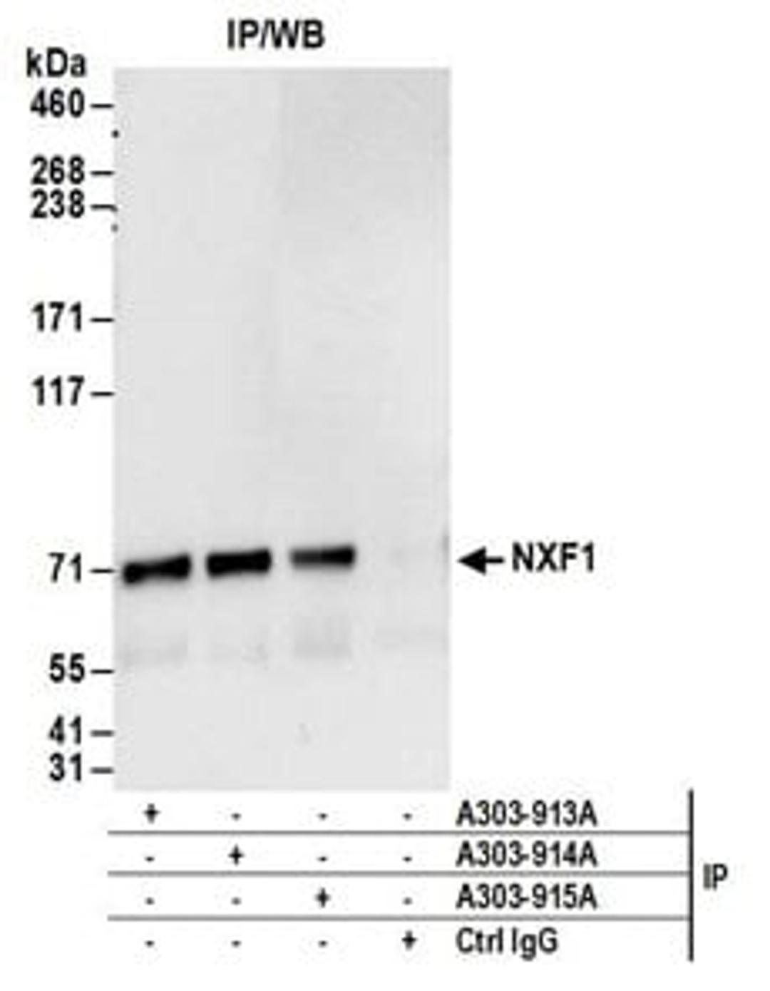 Detection of human NXF1 by western blot of immunoprecipitates.