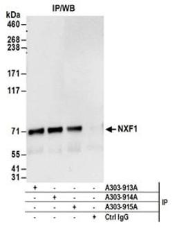 Detection of human NXF1 by western blot of immunoprecipitates.