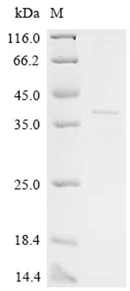 (Tris-Glycine gel) Discontinuous SDS-PAGE (reduced) with 5% enrichment gel and 15% separation gel.