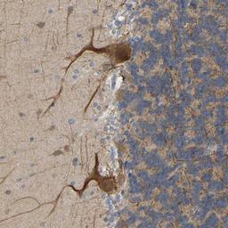 Immunohistochemistry-Paraffin: BEND3 Antibody [NBP1-93585] - Staining of human cerebellum shows moderate cytoplasmic positivity in cerebellar tissue.