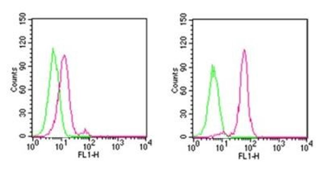 Flow (Intracellular): D4-GDI/RhoGDI2 (cleavage specific) Antibody (97A1015) [NB100-56725] - Analysis using the FITC conjugate of NB100-56725. Staining of cleaved D4-GDI in untreated (left) and staurosporine-treated (right) Ramos cells using 0.5 ug of was used for this test.