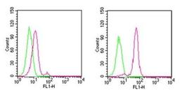 Flow (Intracellular): D4-GDI/RhoGDI2 (cleavage specific) Antibody (97A1015) [NB100-56725] - Analysis using the FITC conjugate of NB100-56725. Staining of cleaved D4-GDI in untreated (left) and staurosporine-treated (right) Ramos cells using 0.5 ug of was used for this test.