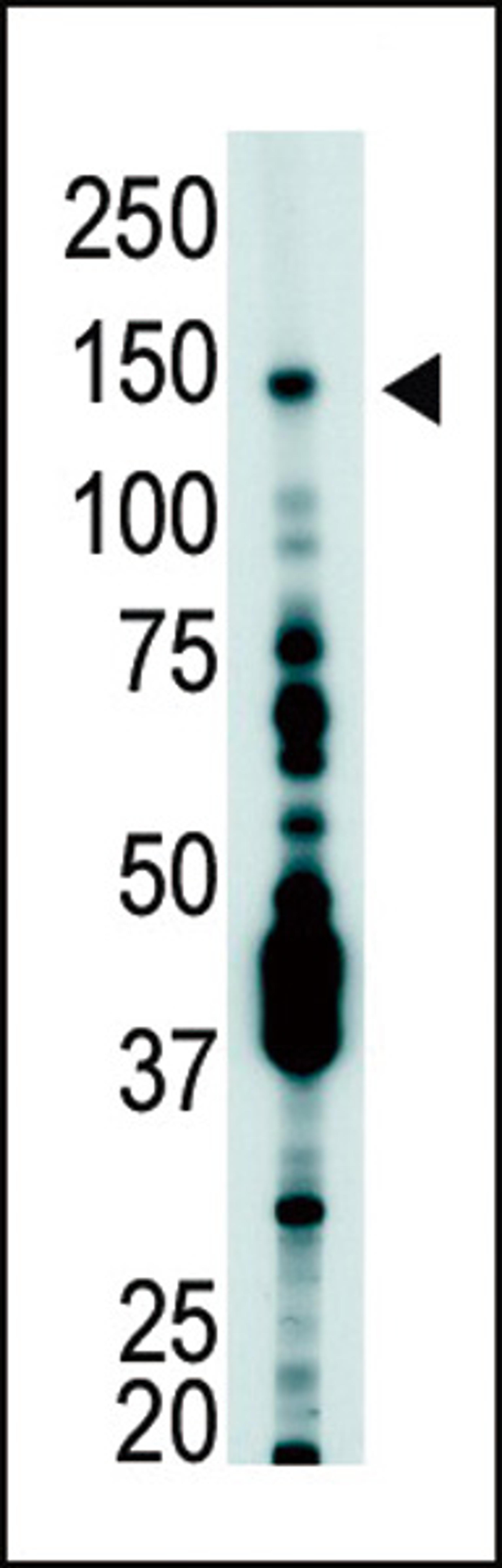 Antibody is used in Western blot to detect USP7 in T-47D cell lysate.