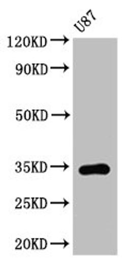 Western Blot. Positive WB detected in: U87 whole cell lysate. All lanes: TEF antibody at 3.2µg/ml. Secondary. Goat polyclonal to rabbit IgG at 1/50000 dilution. Predicted band size: 34, 31 kDa. Observed band size: 34 kDa