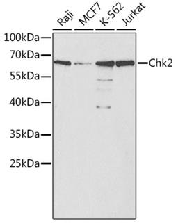 Western blot - Chk2 antibody (A0466)