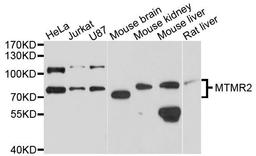 Western blot analysis of extracts of various cells using MTMR2 antibody