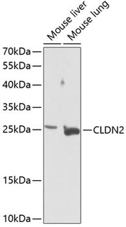 Western blot - CLDN2 Antibody (A14085)