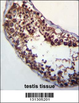 POMT1 Antibody immunohistochemistry analysis in formalin fixed and paraffin embedded human testis tissue followed by peroxidase conjugation of the secondary antibody and DAB staining.