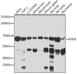 Western blot - EHD1 Rabbit mAb (A3496)
