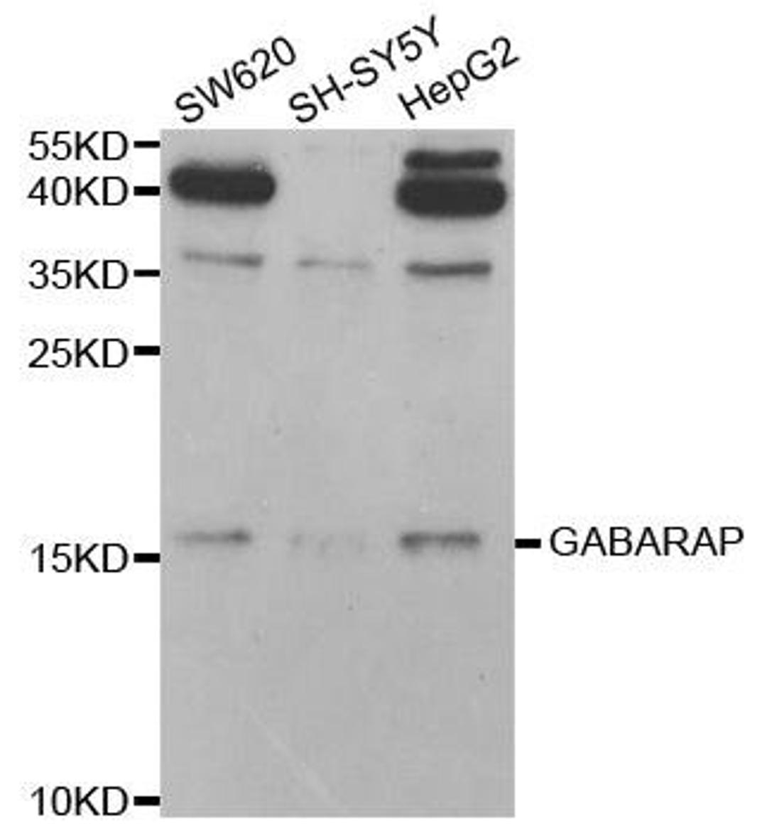 WB analysis of extracts of various cell lines using GABARAP antibody