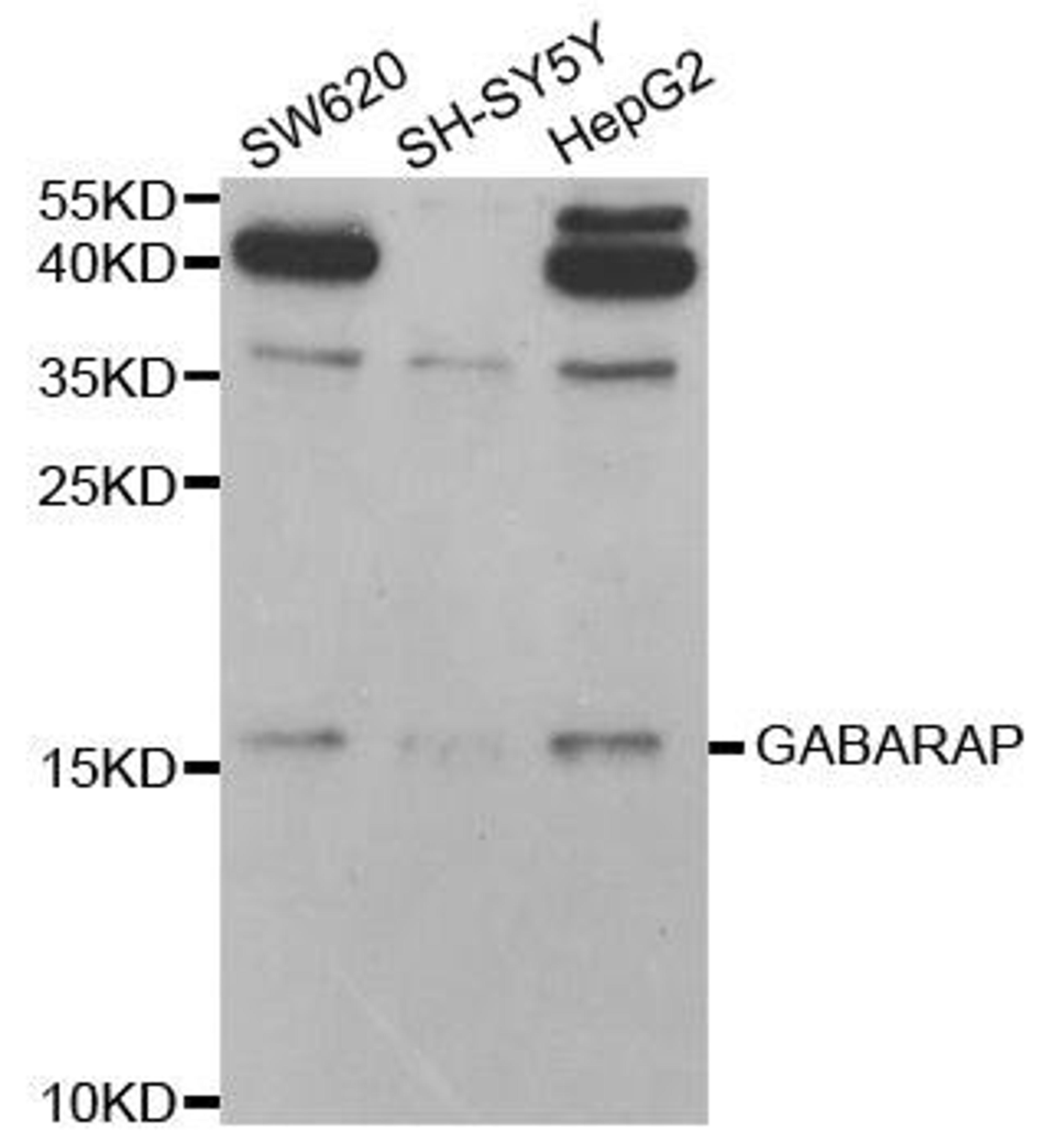 WB analysis of extracts of various cell lines using GABARAP antibody