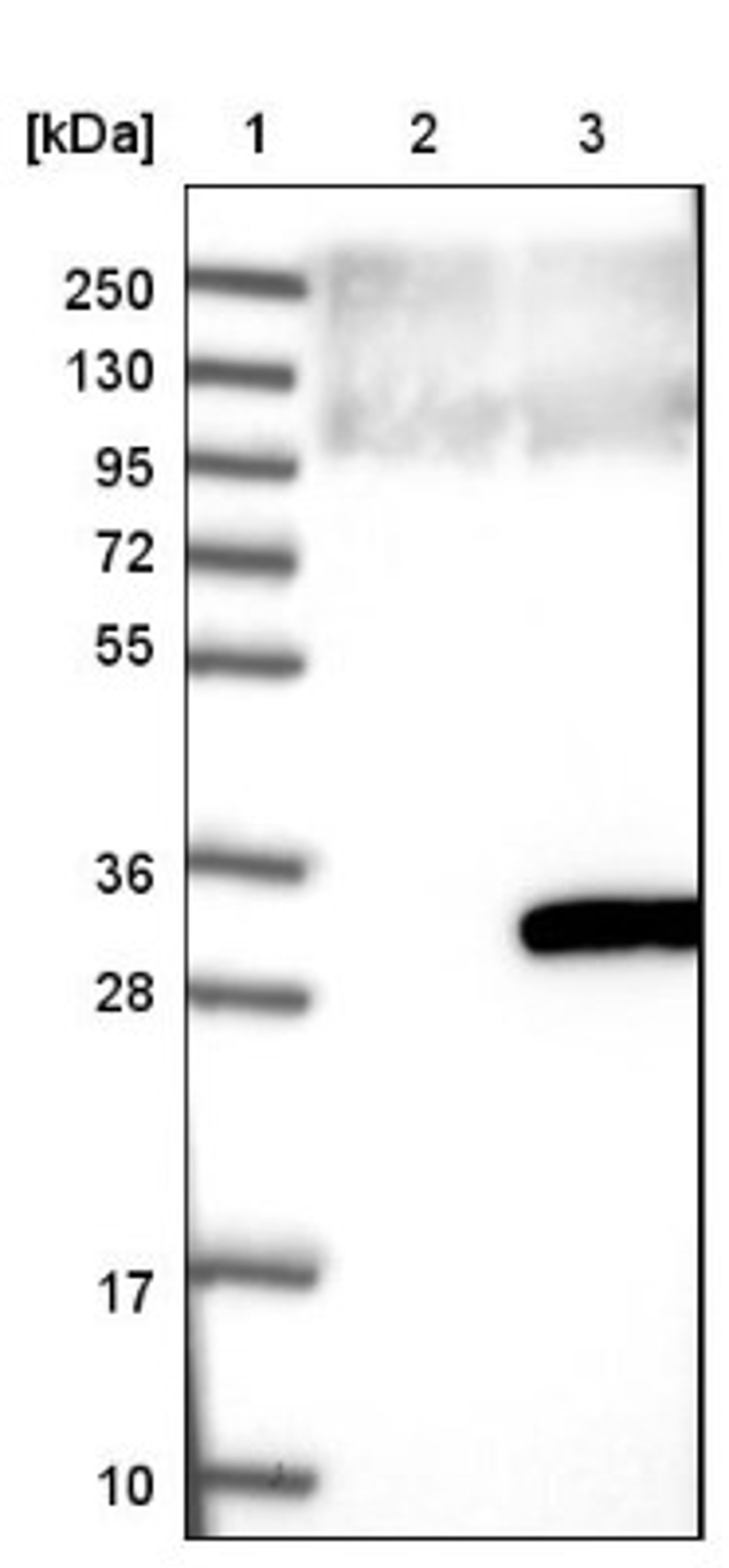 Western Blot: KxDL motif containing 1 Antibody [NBP1-82056] - Lane 1: Marker [kDa] 250, 130, 95, 72, 55, 36, 28, 17, 10<br/>Lane 2: Negative control (vector only transfected HEK293T lysate)<br/>Lane 3: Over-expression lysate (Co-expressed with a C-terminal myc-DDK tag (~3.1 kDa) in mammalian HEK293T cells, LY411385)