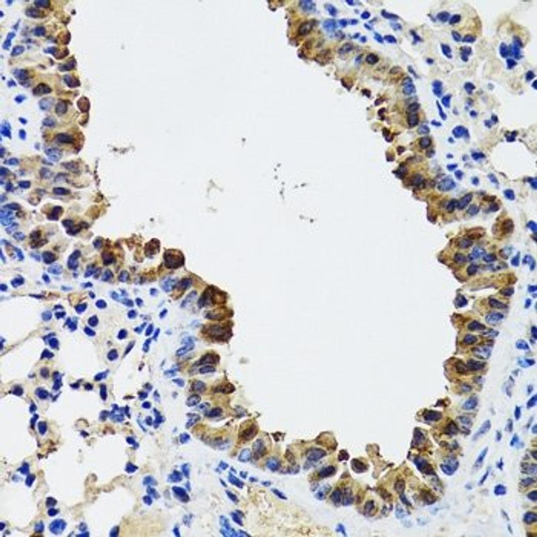 Immunohistochemistry of paraffin-embedded mouse lung tissue using ESD antibody