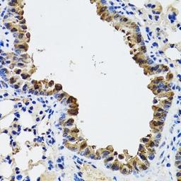 Immunohistochemistry of paraffin-embedded mouse lung tissue using ESD antibody