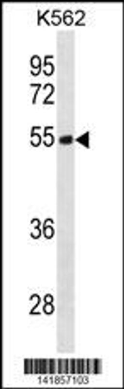 Western blot analysis in K562 cell line lysates (35ug/lane).