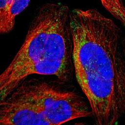 Immunocytochemistry/Immunofluorescence: mtRNA polymerase Antibody [NBP1-90126] - Analysis of human cell line U-2 OS shows positivity in mitochondria. Antibody staining is shown in green.