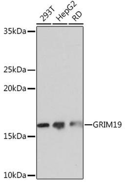 Western blot - GRIM19 Rabbit mAb (A3782)