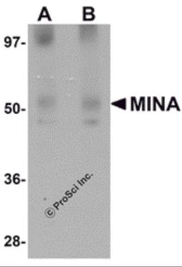 Western blot analysis of MINA in human heart tissue lysate with MINA antibody at (A) 1 and (B) 2 μg/mL.