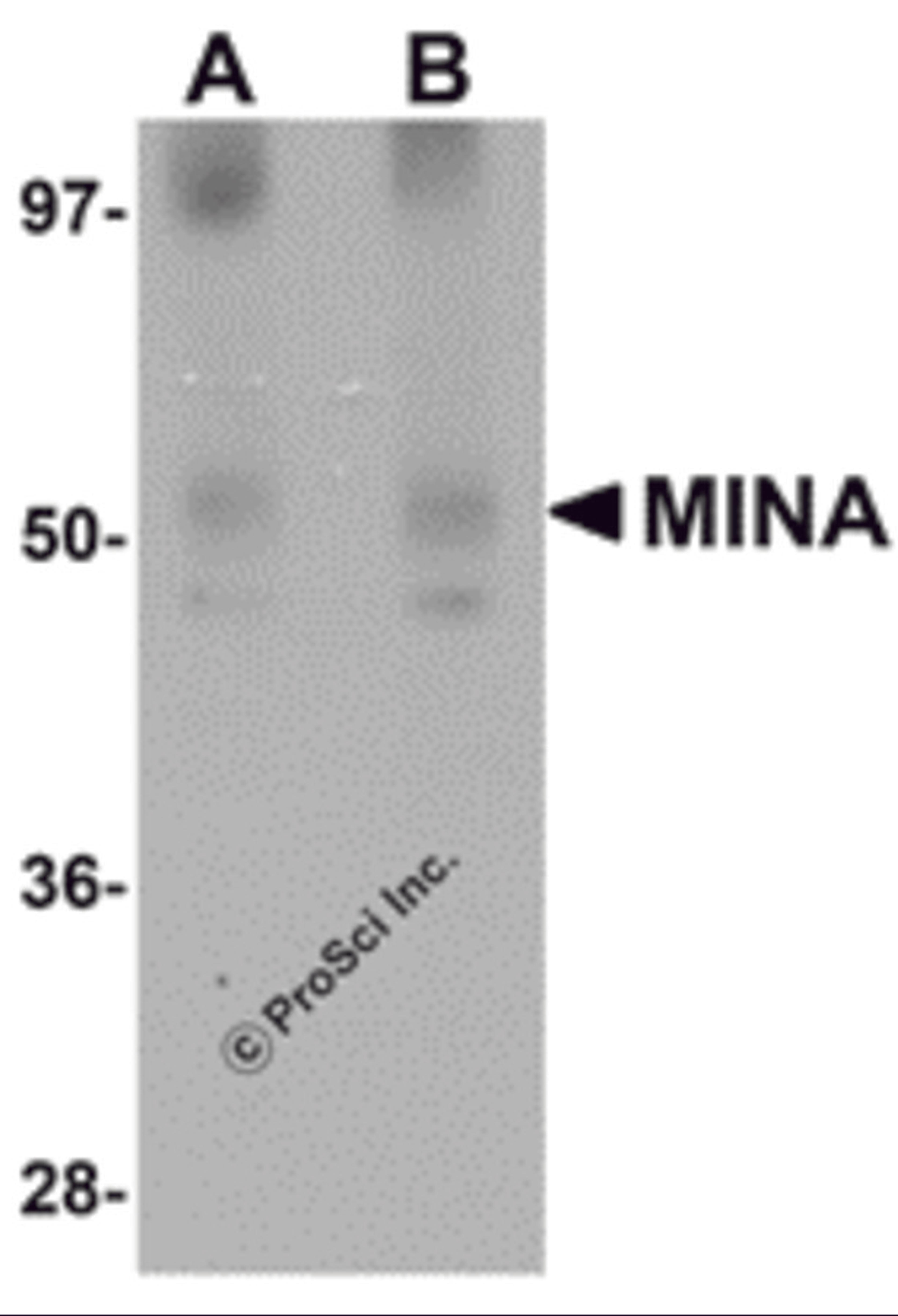 Western blot analysis of MINA in human heart tissue lysate with MINA antibody at (A) 1 and (B) 2 μg/mL.