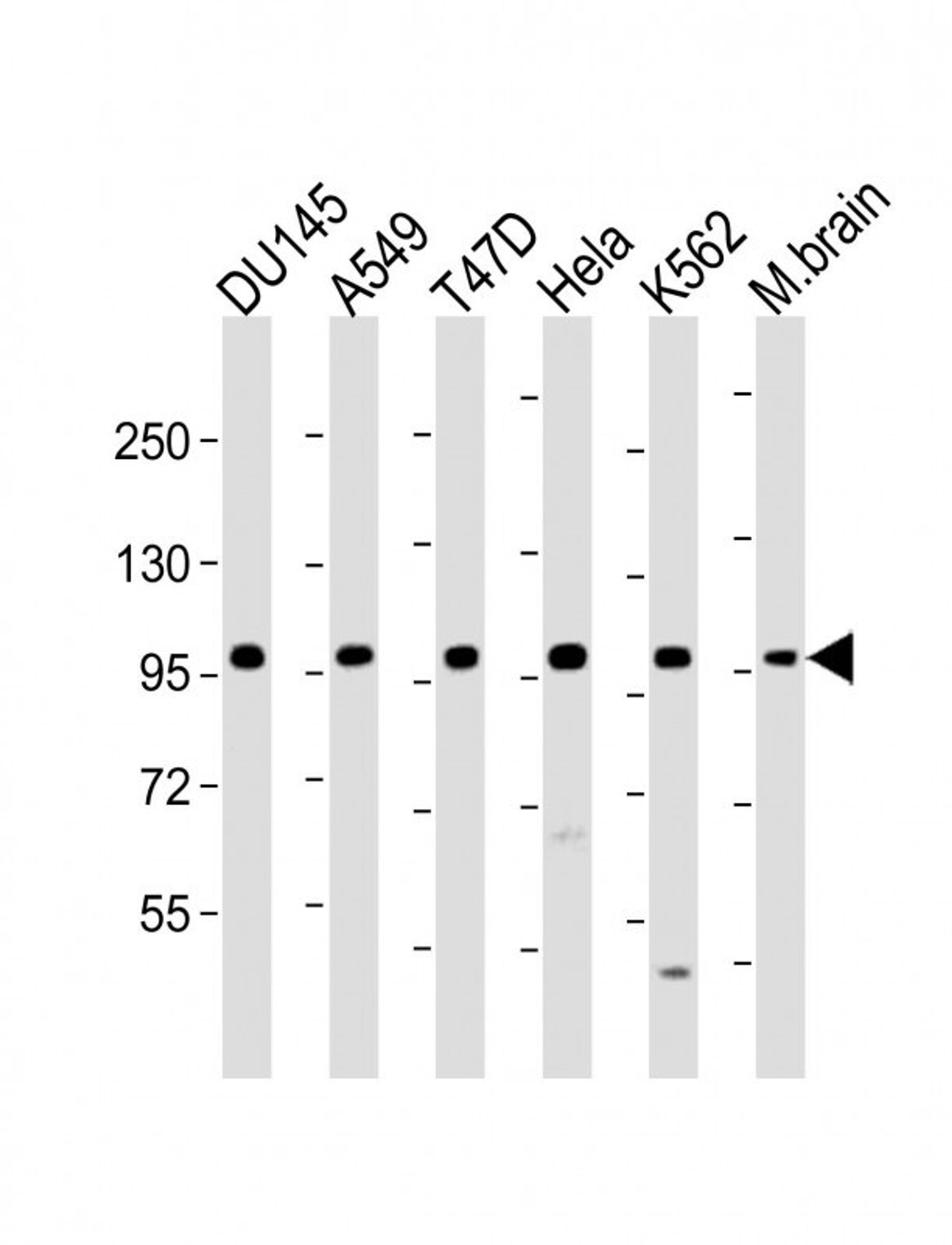 Western Blot at 1:1000-1:2000 dilution Lane 1: DU145 whole cell lysate Lane 2: A549 whole cell lysate Lane 3: T47D whole cell lysate Lane 4: Hela whole cell lysate Lane 5: K562 whole cell lysate Lane 6: M.brain whole lysate Lysates/proteins at 20 ug per l