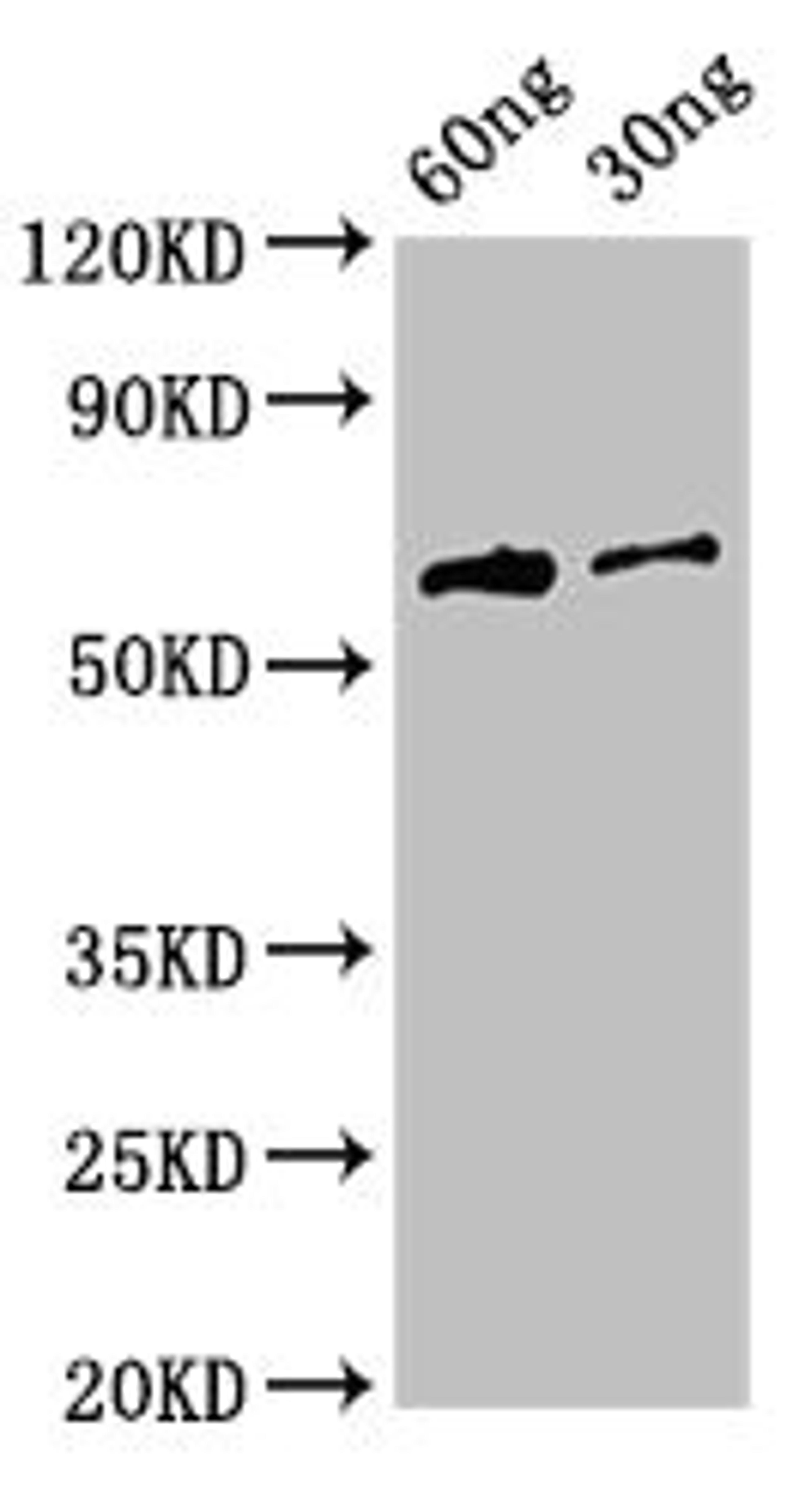 Western Blot. Positive WB detected in Recombinant protein. All lanes: HA antibody at 3ug/ml. Secondary. Goat polyclonal to rabbit IgG at 1/50000 dilution. predicted band size: 64 kDa. observed band size: 64 kDa. 