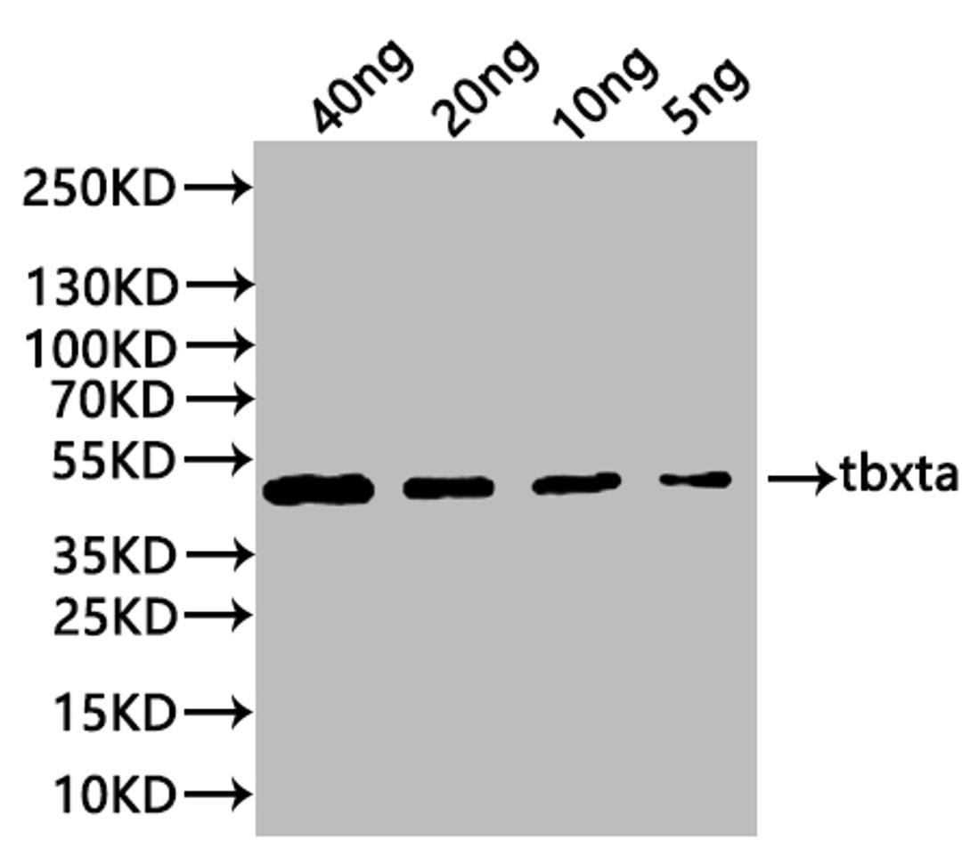Western Blot. Positive WB detected in: recombinant protein. All lanes:tbxta Antibody at 1:1000. Secondary. Goat polyclonal to rabbit IgG at 1/20000 dilution. Predicted band size: 46.5 kDa. Observed band size: 44 kDa. 