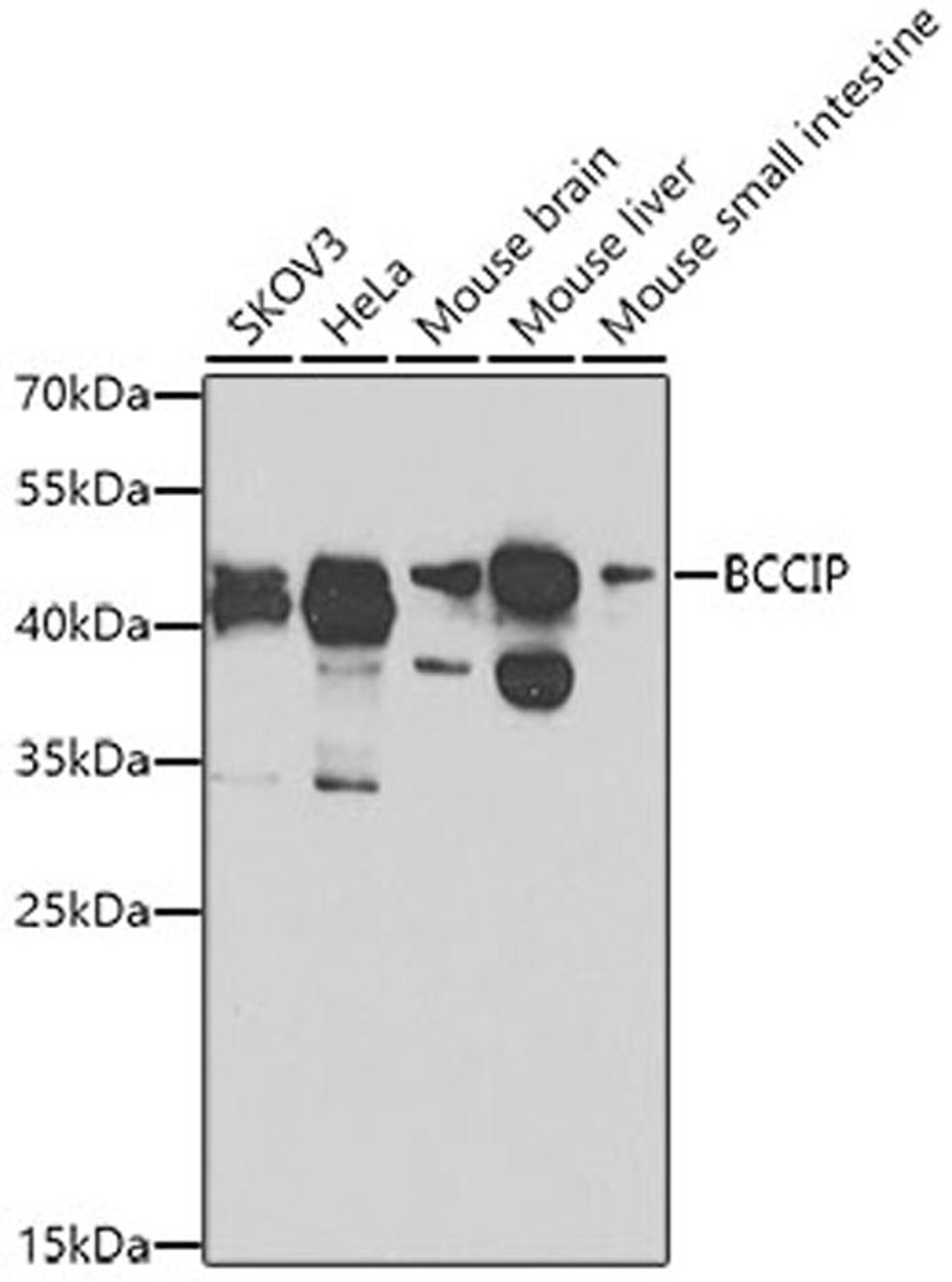 Western blot - BCCIP antibody (A8586)