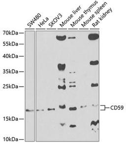 Western blot - CD59 antibody (A1689)