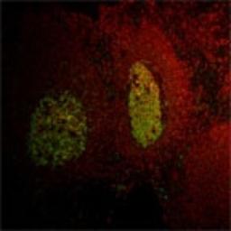 Immunocytochemistry/Immunofluorescence: LMO2 Antibody (1A9-3B11) [NB110-78626] - Immunofluorescent labeling of LMO2 (green) in tonsil tissue.