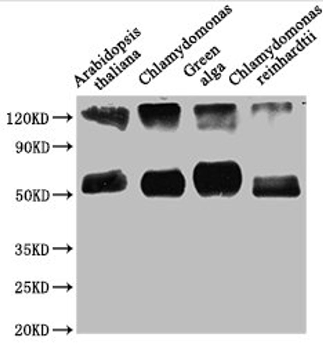 Western Blot. Positive WB detected in: Arabidopsis thaliana leaf tissue, Chlamydomonas tissue, Green alga tissue, Chlamydomonas reinhardtii tissue. All lanes: rbcL antibody at 1:1250. Secondary. Goat polyclonal to rabbit IgG at 1/50000 dilution. Predicted band size: 53 kDa. Observed band size: 53 kDa.