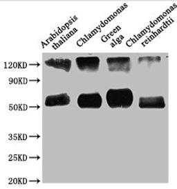 Western Blot. Positive WB detected in: Arabidopsis thaliana leaf tissue, Chlamydomonas tissue, Green alga tissue, Chlamydomonas reinhardtii tissue. All lanes: rbcL antibody at 1:1250. Secondary. Goat polyclonal to rabbit IgG at 1/50000 dilution. Predicted band size: 53 kDa. Observed band size: 53 kDa.