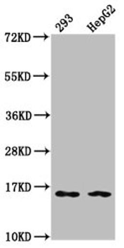 Western Blot. Positive WB detected in: 293 whole cell lysate, HepG2 whole cell lysate. All lanes: HIST1H3A antibody at 0.16µg/ml. Secondary. Goat polyclonal to rabbit IgG at 1/50000 dilution. Predicted band size: 16 kDa. Observed band size: 16 kDa
