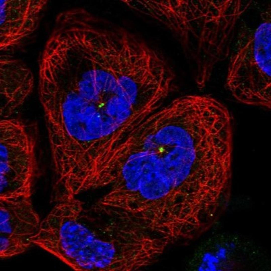 Immunocytochemistry/Immunofluorescence: C11orf80 Antibody [NBP1-93944] - Staining of human cell line A-431 shows positivity in centrosome.