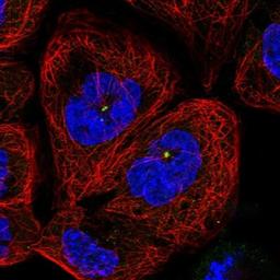 Immunocytochemistry/Immunofluorescence: C11orf80 Antibody [NBP1-93944] - Staining of human cell line A-431 shows positivity in centrosome.