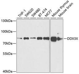 Western blot - DDX3X Antibody (A5637)