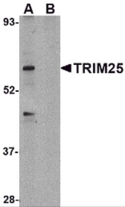 Western blot analysis of TRIM25 in HeLa cell lysate in (A) the absence and (B) presence of blocking peptide with TRIM25 antibody at 1 &#956;g/mL.