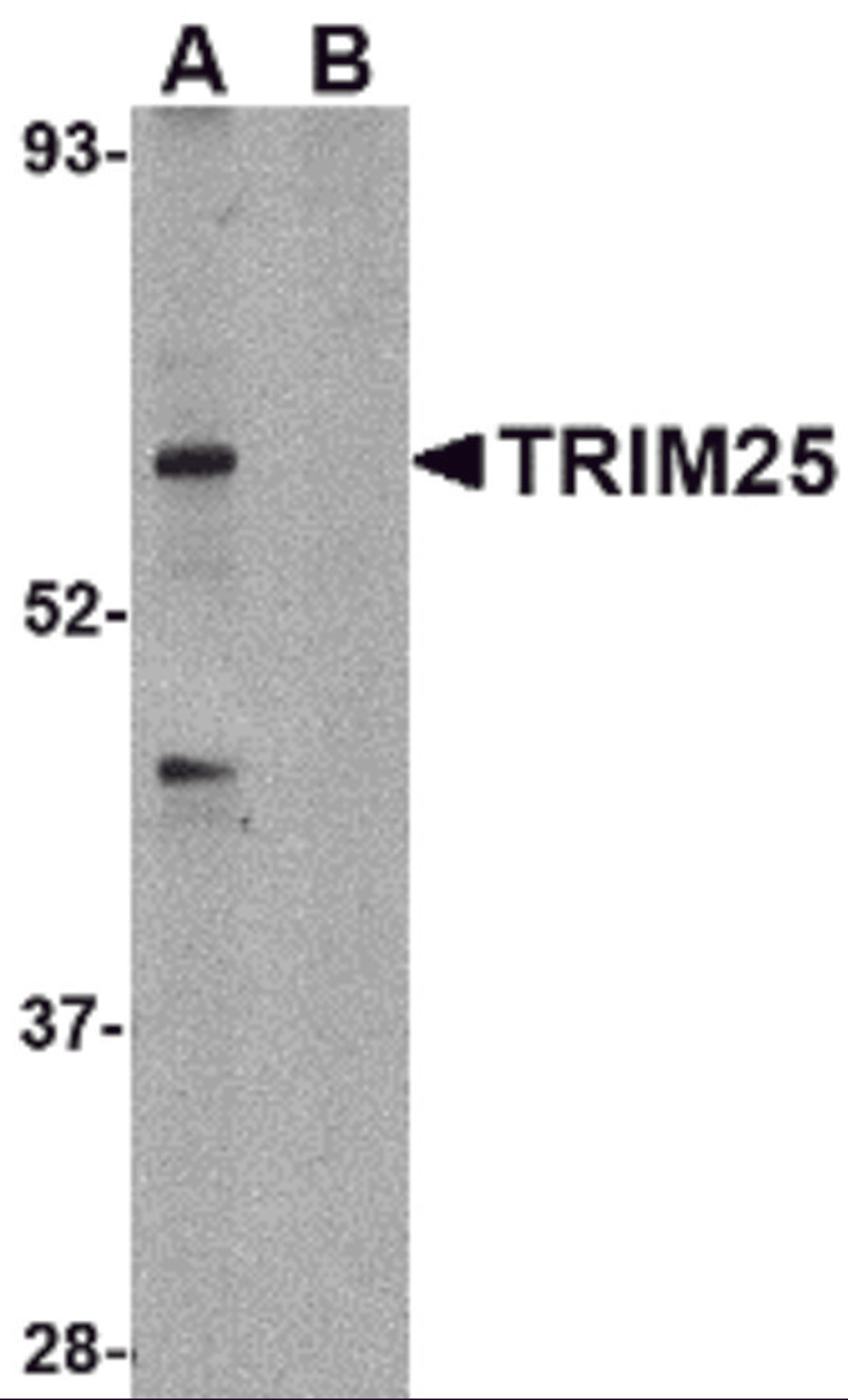 Western blot analysis of TRIM25 in HeLa cell lysate in (A) the absence and (B) presence of blocking peptide with TRIM25 antibody at 1 &#956;g/mL.