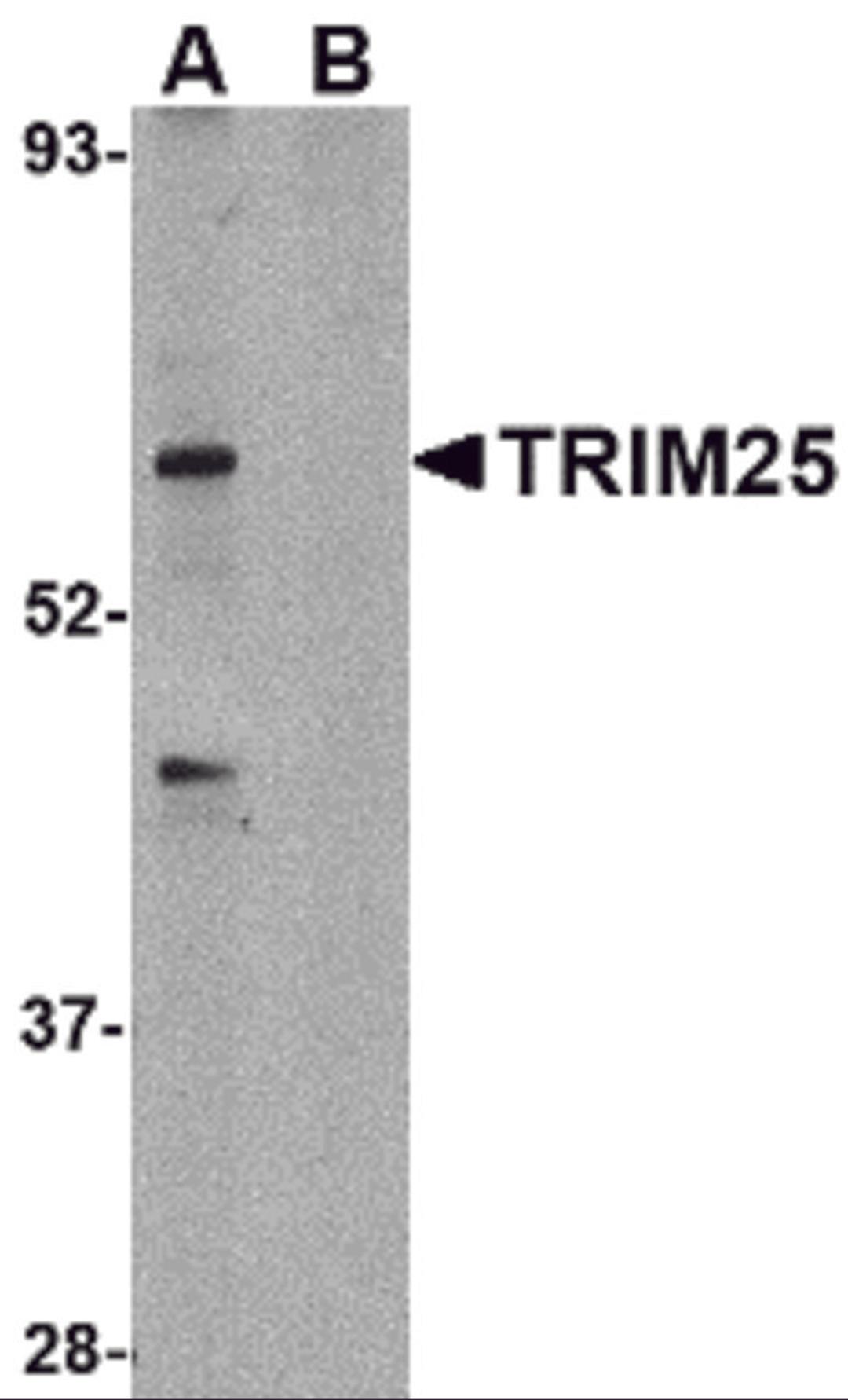 Western blot analysis of TRIM25 in HeLa cell lysate in (A) the absence and (B) presence of blocking peptide with TRIM25 antibody at 1 μg/mL.
