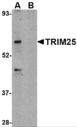 Western blot analysis of TRIM25 in HeLa cell lysate in (A) the absence and (B) presence of blocking peptide with TRIM25 antibody at 1 μg/mL.