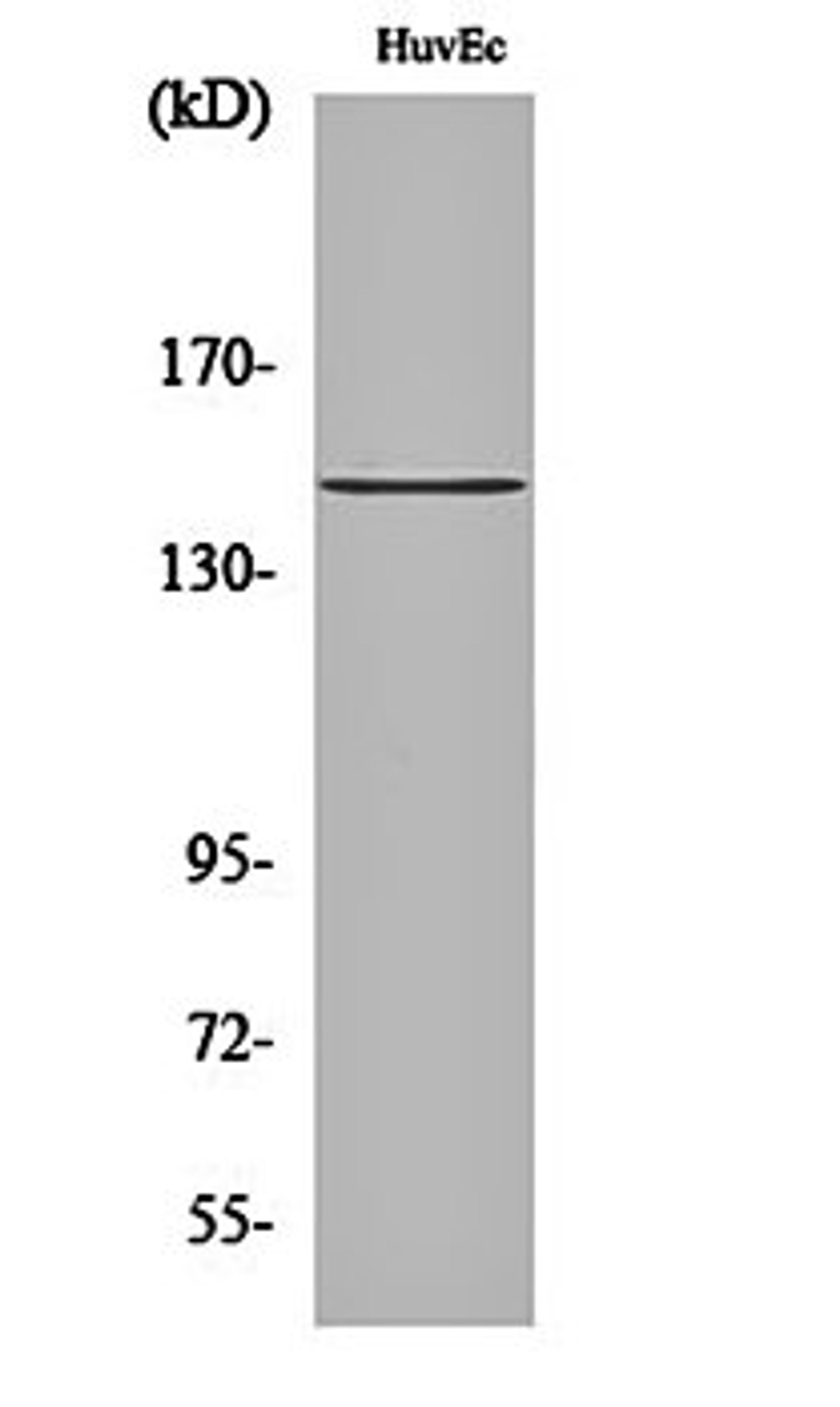 Western blot analysis of HuvEc cell lysates using SHIP-1 antibody