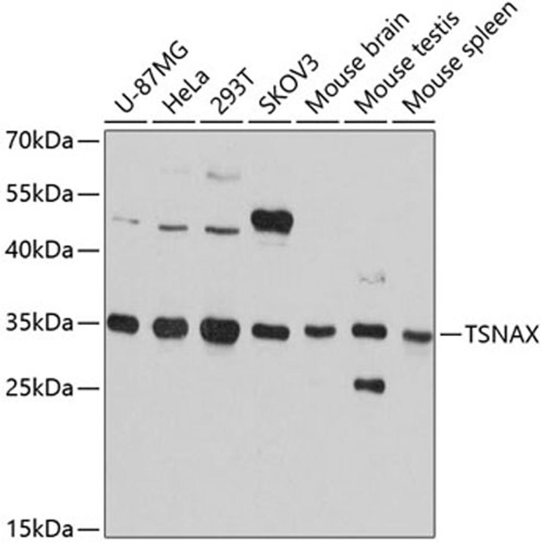 Western blot - TSNAX antibody (A12276)