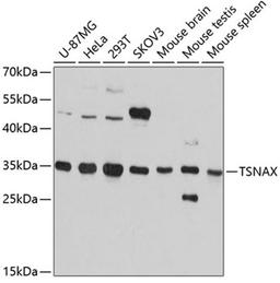 Western blot - TSNAX antibody (A12276)