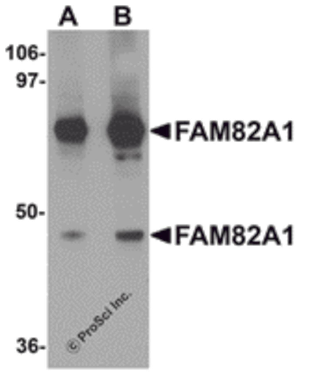 Western blot analysis of FAM82A1 in K562 cell lysate with FAM82A1 antibody at (A) 1 and (B) 2 μg/mL.