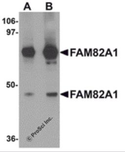 Western blot analysis of FAM82A1 in K562 cell lysate with FAM82A1 antibody at (A) 1 and (B) 2 μg/mL.