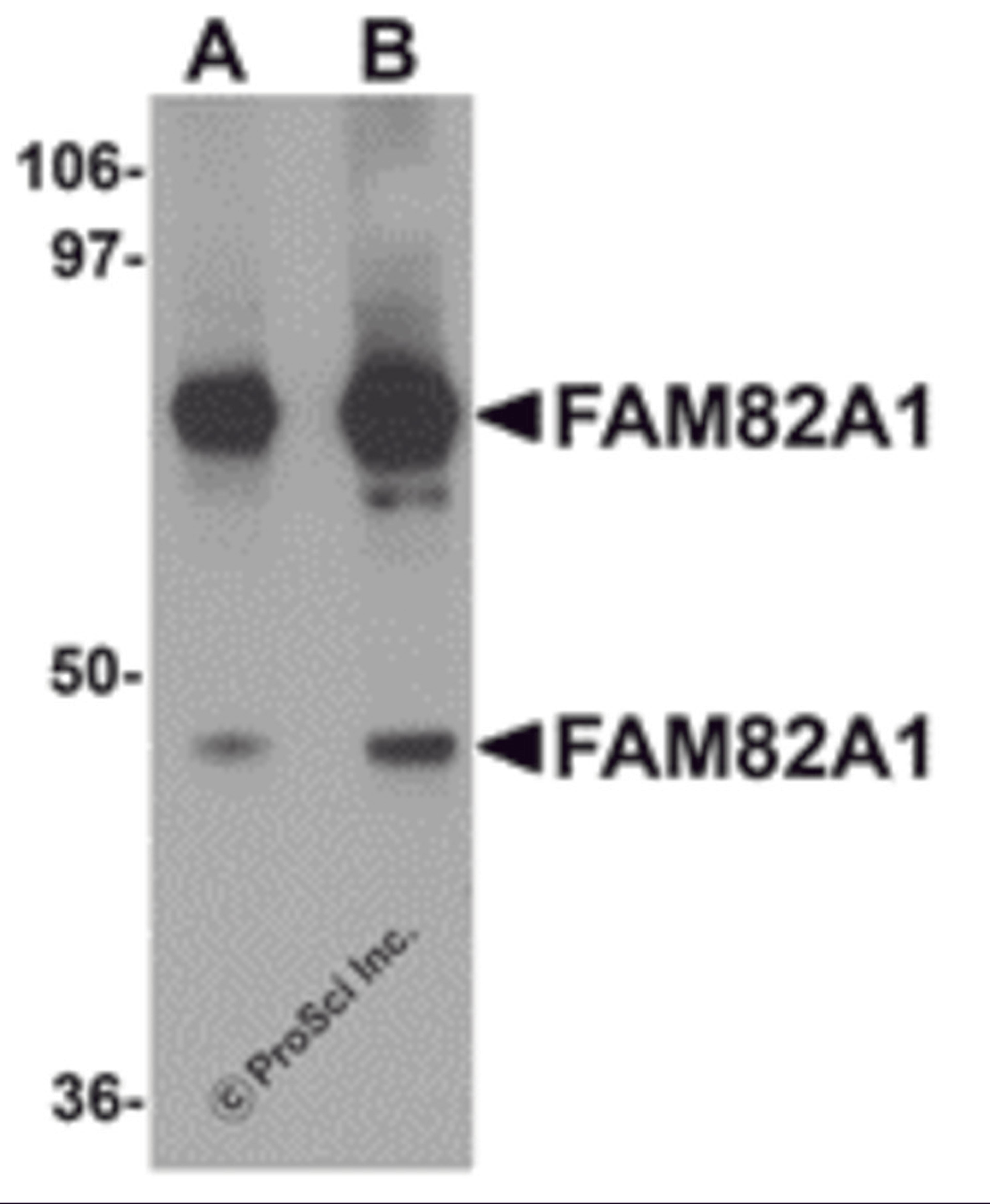 Western blot analysis of FAM82A1 in K562 cell lysate with FAM82A1 antibody at (A) 1 and (B) 2 μg/mL.